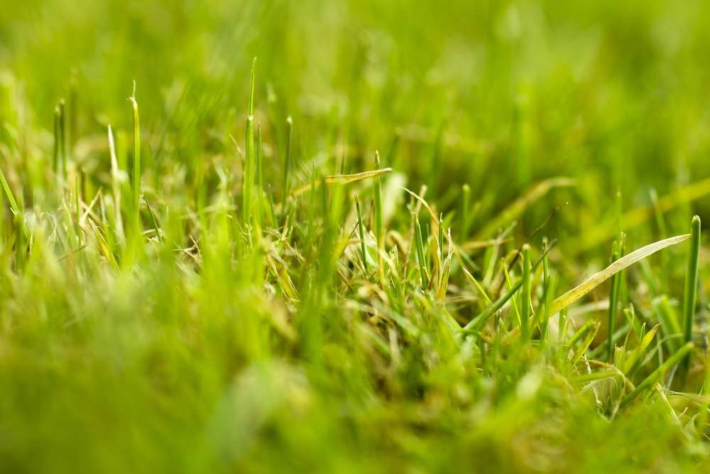 grass with healthy soil