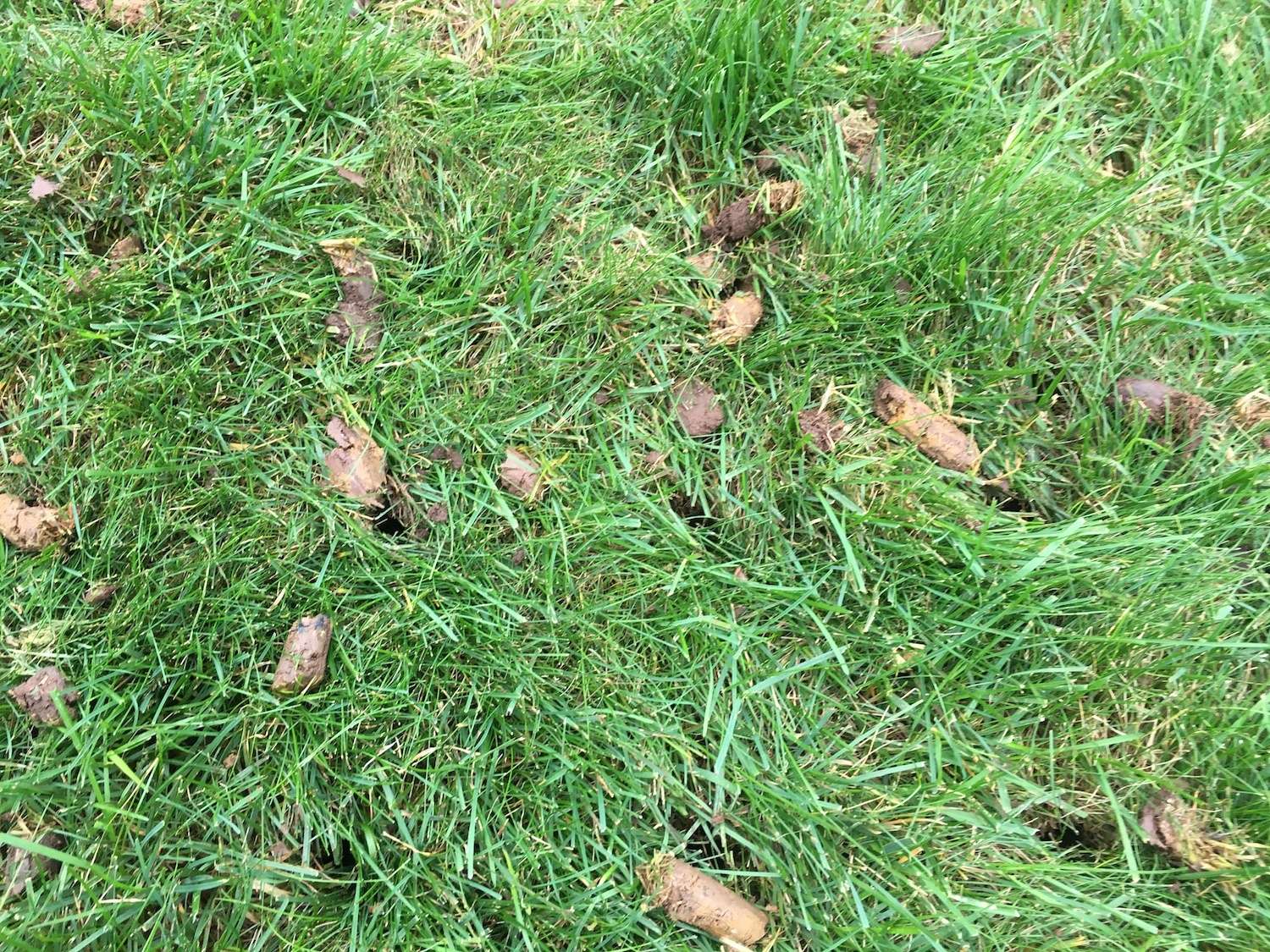 aeration plugs in lawn