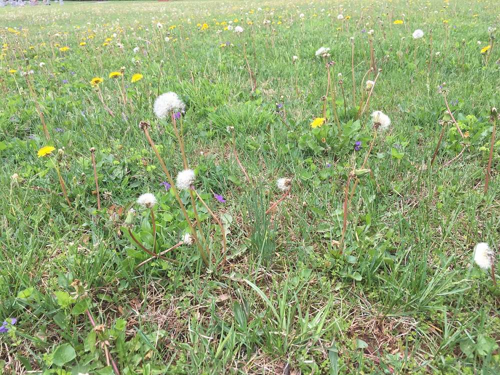 7 Reasons Why Weeds Keep Growing Back in Your Lawn